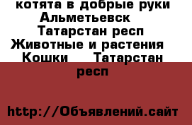 котята в добрые руки(Альметьевск) - Татарстан респ. Животные и растения » Кошки   . Татарстан респ.